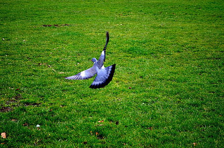 飞行, 背景, 羽毛, 鸽子, 绿色, 动物, 草