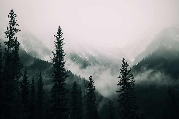 Foto, pino, alberi, vicino a, montagna, coperto, neve