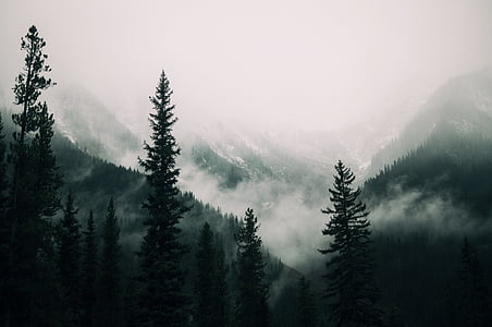 photo, pine, trees, near, mountain, covered, snow