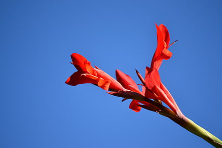 flor de gingebre, vermell, flor, tropical, natural, cel, natura