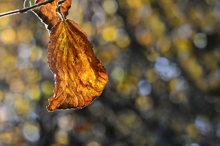 list na podzim, barevný podzim, listy, zlatý podzim, podzim, světlo na podzim, bokeh