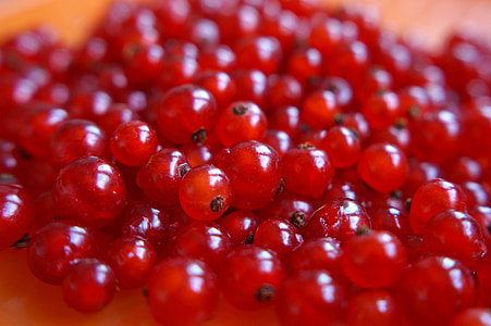 červené ríbezle, Berry, zrelé bobule, Čierna ríbezľa, červené ovocie