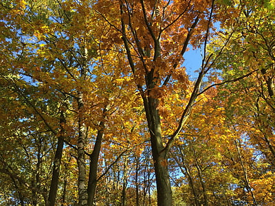 jeseni, barve, listi, sezona, narave, gozd, Jesenski listi
