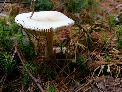 mushroom, forest, nature, wood, ground, fungus