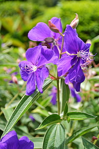violette Blume, Blumen, Blume, bunte, Blütenblätter, Anlage, Natur