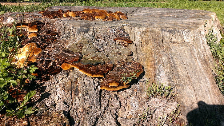 tree stump, mushrooms, nature, tree fungus, fungus on tree stump, log, wood - Material