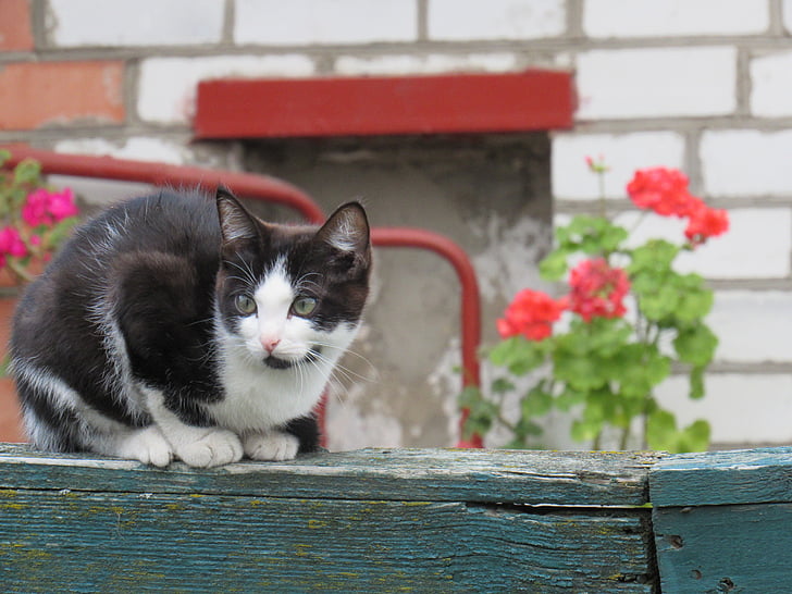 котка, животни, Градина, цветя, домашен любимец, черно-бяла котка, домашна котка
