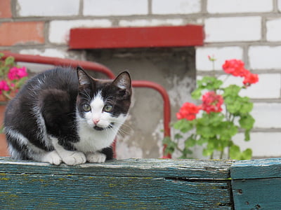 kedi, hayvanlar, Bahçe, çiçekler, evde beslenen hayvan, siyah ve beyaz kedi, yerli kedi