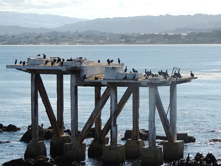 Monterey bay, California, Beach, linnud, kivid, Pier, Kajakas