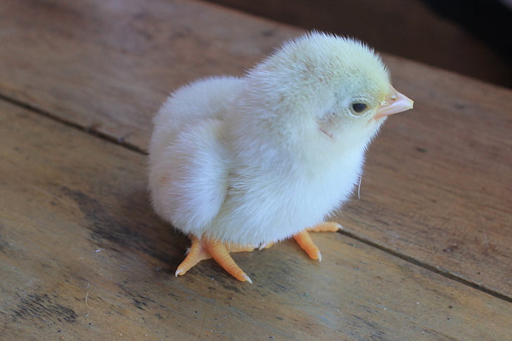 chick, kyckling, Baby chick, djur, fågel, liten, Tiny