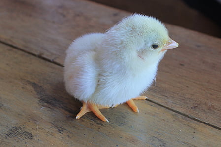 Chick, kana, vauvan tipu, eläinten, lintu, pieni, pieni