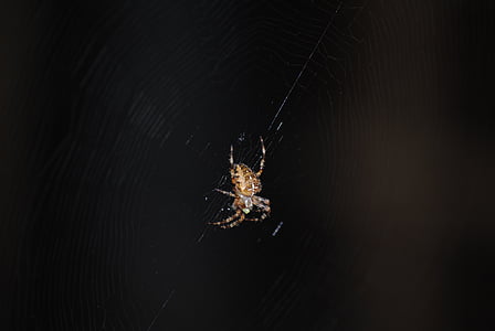 ragno, Web, insetto, spettrale, ragnatela, nero, natura