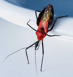 Escarabajo de la, insectos, Arácnido, exóticos, cerrar, negro, cabeza roja