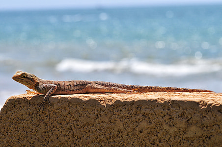 Lagarto, Gekko, reptil, sol, mar, de bronceado, Senegal