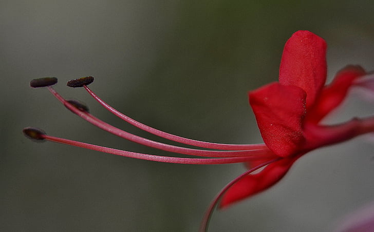 ibisco, Malvaceae, pianta ornamentale, fiore ornamentale, fiore, rosso, pianta