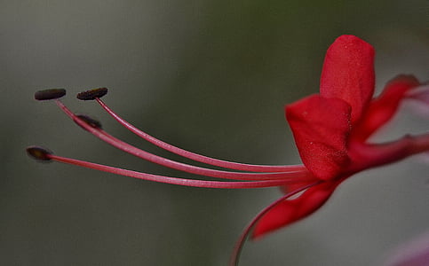 Hibiscus, malvaceae, dekorativ anlegget, dekorativ blomst, blomst, rød, anlegget