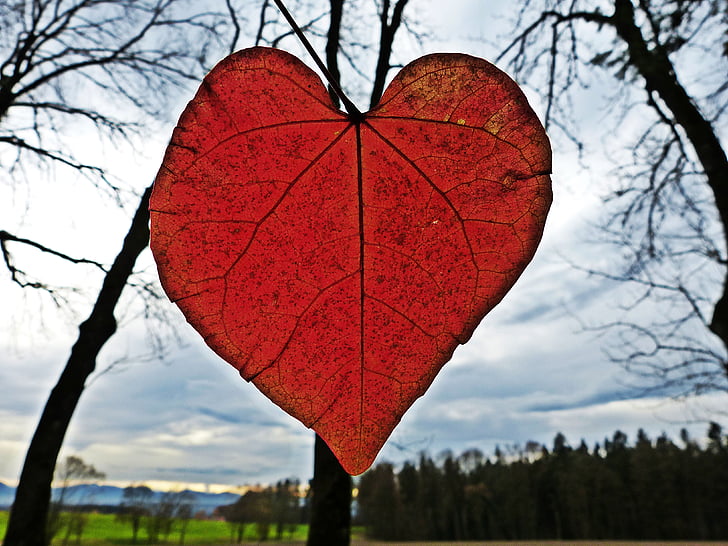 leaf, heart, red, autumn, leaves, forest, tree