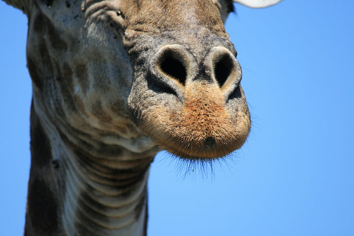 giraffe, animal, game, wildlife, head, nostrils, close