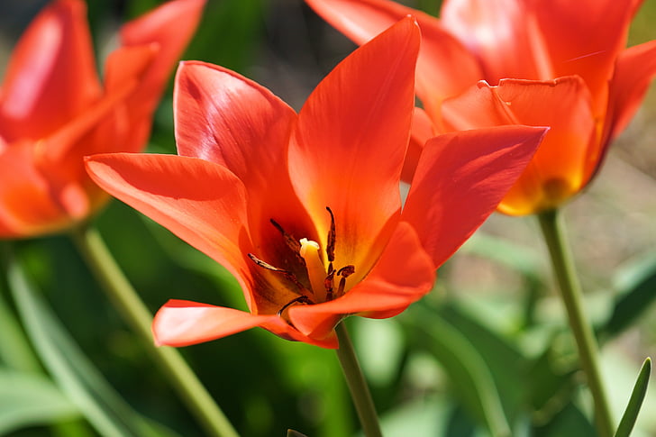 tulipán, virág, Blossom, Bloom, piros, tavaszi, természet