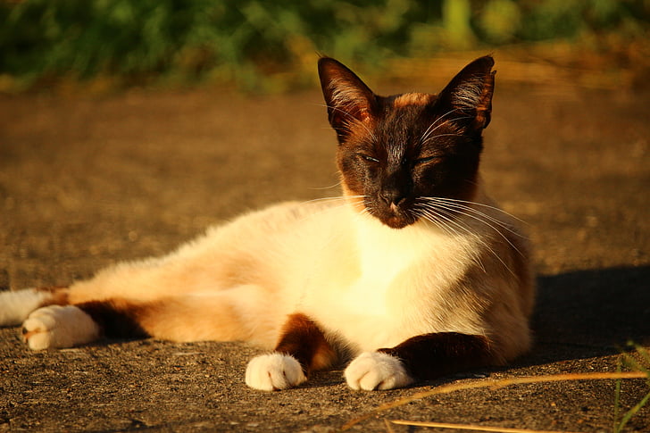 kočka, siamská kočka, siamská, plemeno kočky, Cat portrét, Siam, kotě