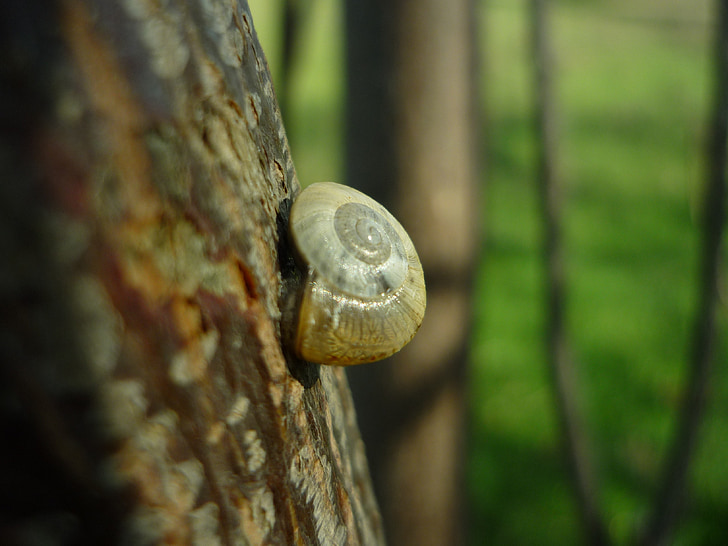 snail, support, trunk, molluscum, shell, spiral, surface