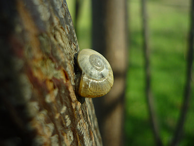 lumaca, supporto, tronco, mollusco, Shell, a spirale, superficie
