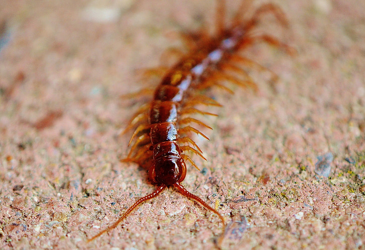 centipedes, Baltoji, vabzdžių, nariai, kojos