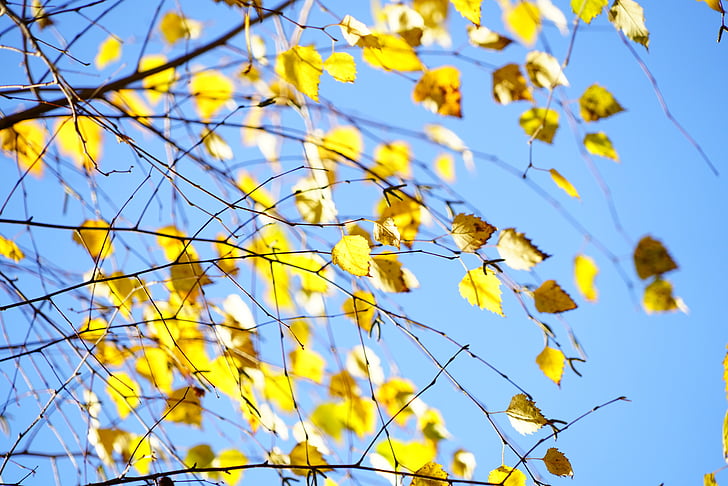 береза, Осень, листья, Осенью листва, золото, желтый, ярко жёлтая