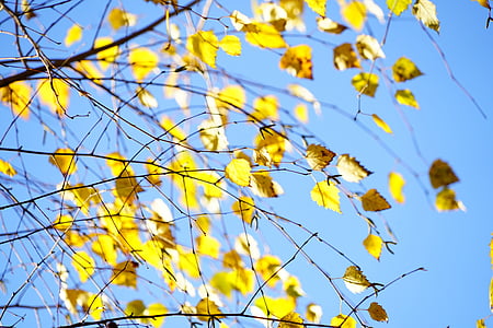 Birch, musim gugur, daun, dedaunan jatuh, emas, kuning, kuning cerah