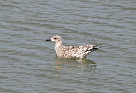grey gull, seagull, north sea, water, sea, bird, water bird