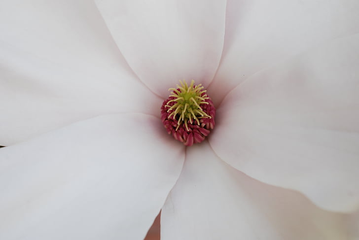 Magnolia, lill, lill tupplehed, õis, valge leht