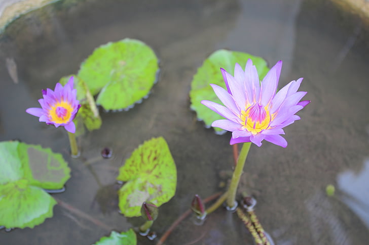 biljka, cvijet, cvatu, vodeni ljiljan, priroda, ribnjak, lotos vodeni ljiljan