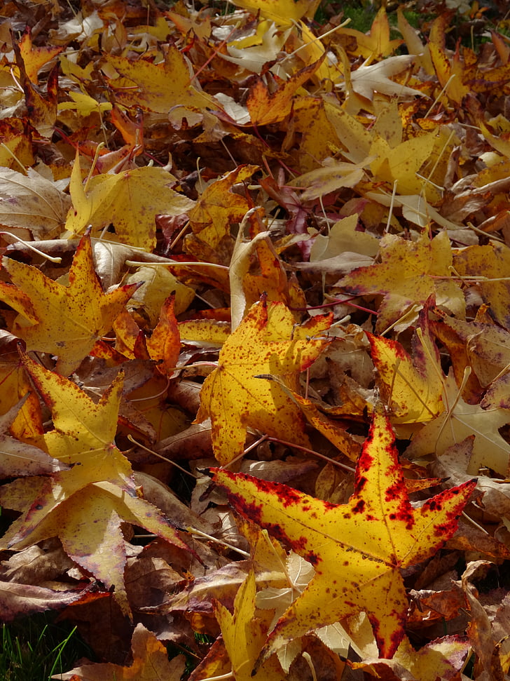 Есенни листи, листа, жълти листа, есента цвят, лист дъжд, Есен, листа
