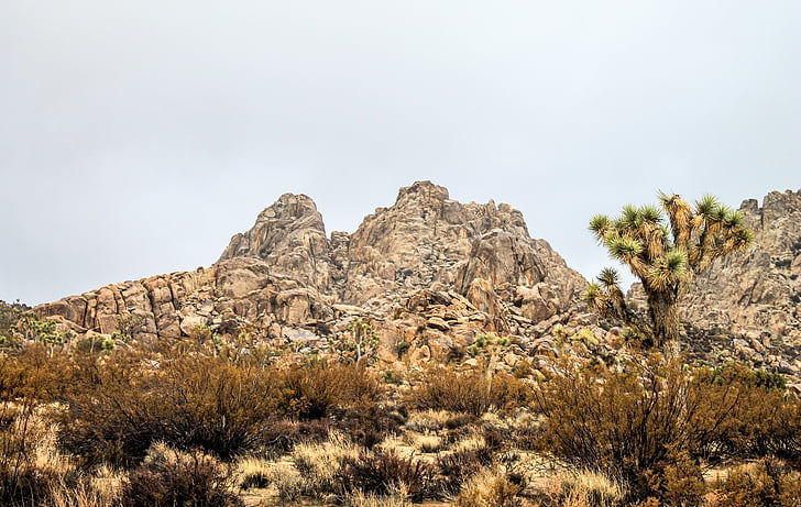 é.-u., Joshua, Arizona, désert, nature, Californie, paysage