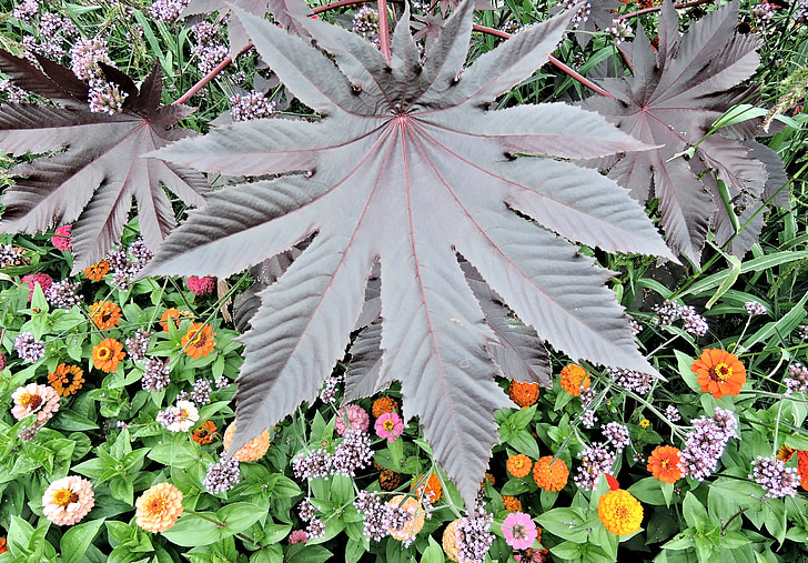 red castor bean leaf, poisonous, annual, late summer, garden