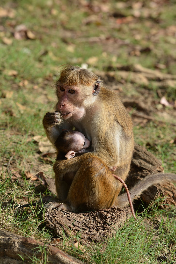 motina, vaikai, beždžionė, makakų, gyvūnai, primatas, beždžionės