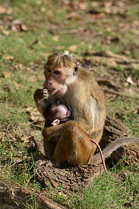 madre, niños, mono, macacos, animales, primate, monos