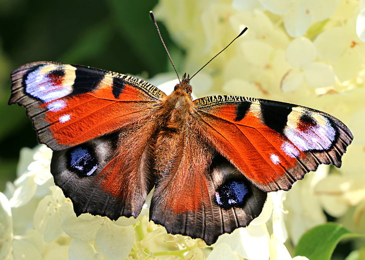 fluture, aripi, floare, Nymphalidae, gradina, Nectar, insecte