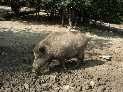 sanglier, animal, cochon, soies, Forest, sauvage, nature