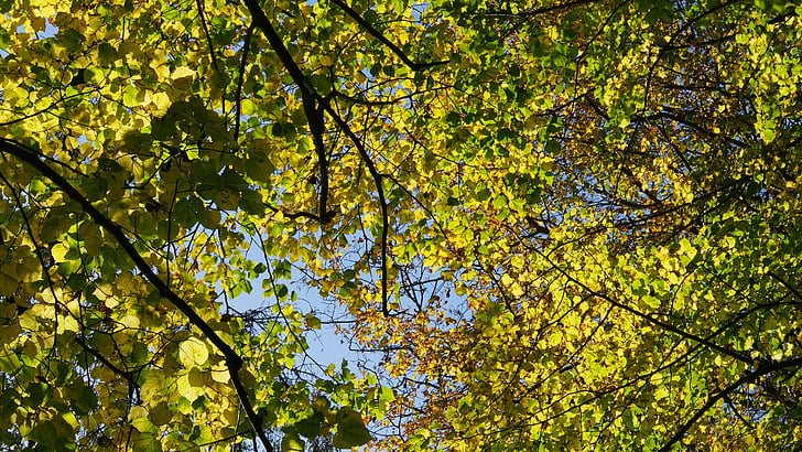 лес, Природа, деревья, Осень, цвета осени, листья осенью
