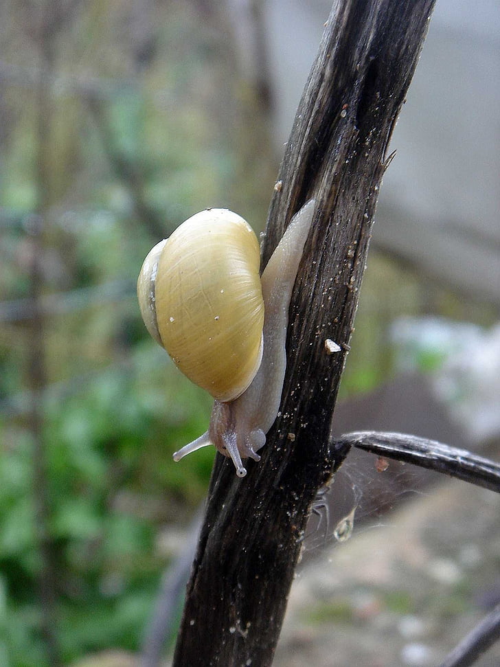snail, yellow, small, conch, movement, nature