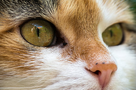macska, szerencsés cat, házimacska, mieze, macska szembenéz, szem, figyelmet