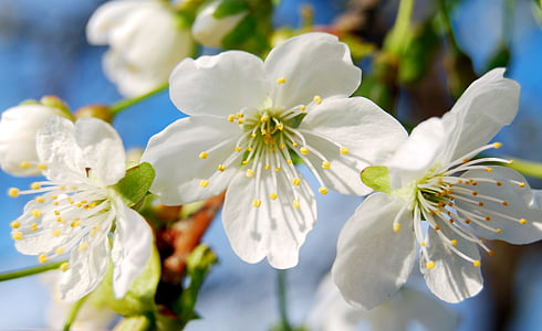pavasarį, gėlės, žydinčios japoniškos sakuros, gėlė, medis