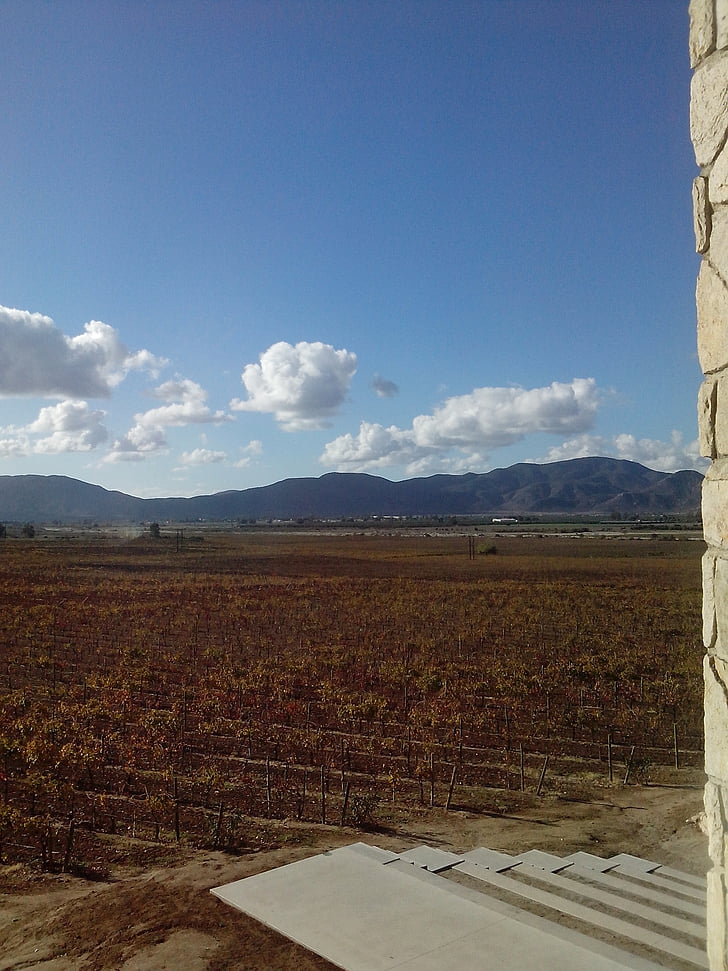 kebun anggur, pemandangan, musim gugur