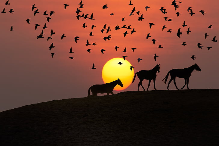 silueta, Foto, kone, zviera, vtáky, kôň, západ slnka