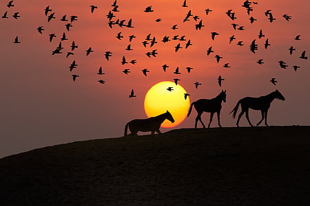 silhuett, Foto, hester, dyr, fugler, hest, solnedgang