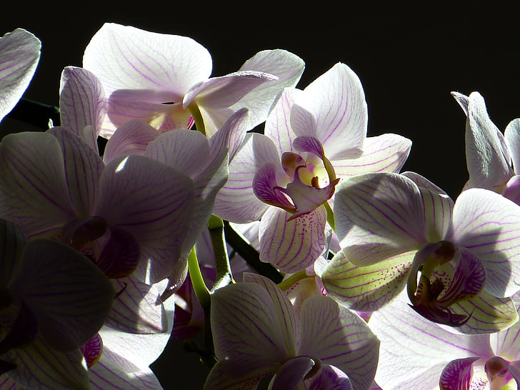 Orchid, Valkolehdokin, Phalaenopsis, vaaleanpunainen, kukka, Tropical