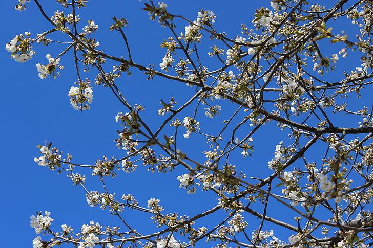 drzewa wiśniowe, błękitne niebo, wiosna