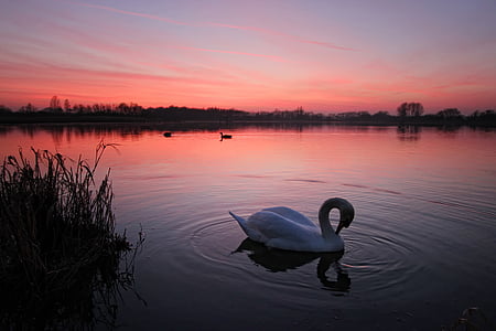 sunset, red, sky, lake, swan, bird, sun