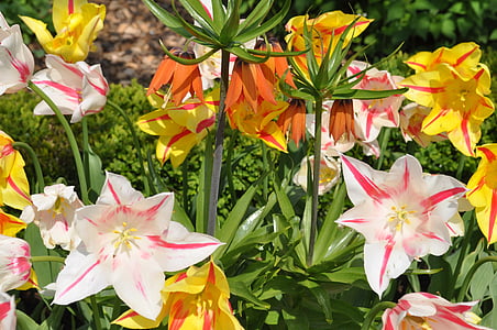 fleur, printemps, Tulip, blanc, jaune, Bloom, tulpenbluete
